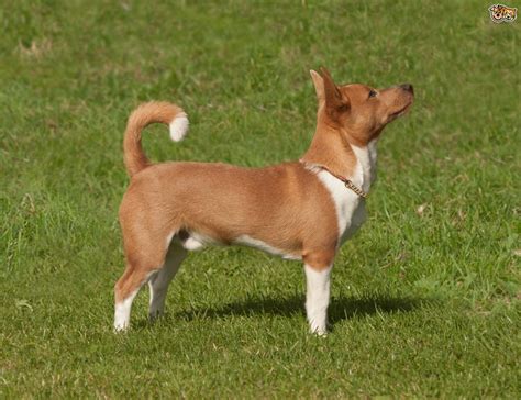 podenco portugués|Portuguese Podengo Pequeno: Dog Breed Characteristics & Care